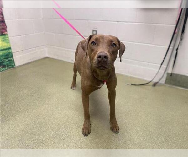 Medium Photo #1 Rhodesian Ridgeback-Vizsla Mix Puppy For Sale in Moreno Valley, CA, USA