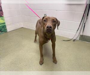 Rhodesian Ridgeback-Vizsla Mix Dogs for adoption in Moreno Valley, CA, USA