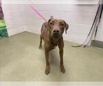 Small Rhodesian Ridgeback-Vizsla Mix