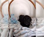 Small Photo #8 Labrador Retriever Puppy For Sale in CAPE CORAL, FL, USA
