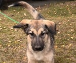 Litter of 10 - Male(s) and Female(s) Alaskan Malamute-German Shepherd Dog MixLitter of Puppies for Sale - Small photo