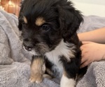 Small Photo #21 Bernedoodle-French Bulldog Mix Puppy For Sale in EL DORADO HILLS, CA, USA