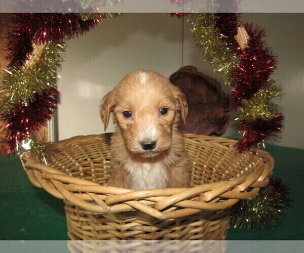 Medium Photo #5 Goldendoodle Puppy For Sale in SOUTH BEND, IN, USA