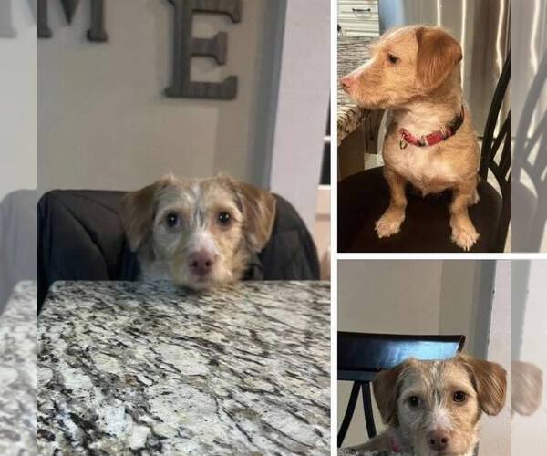 Medium Photo #2 Mutt Puppy For Sale in Binghamton, NY, USA