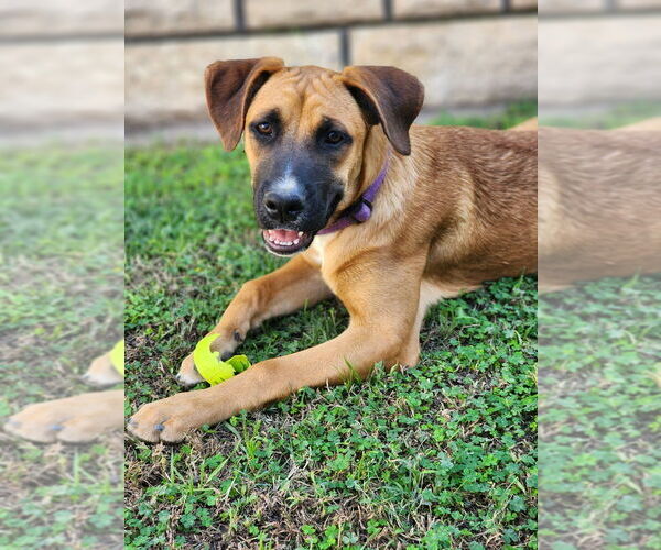 Medium Photo #6 Boxador Puppy For Sale in Dana Point, CA, USA