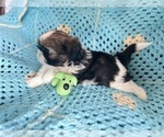Small Photo #8 Shih Tzu Puppy For Sale in CHARLOTTE, NC, USA