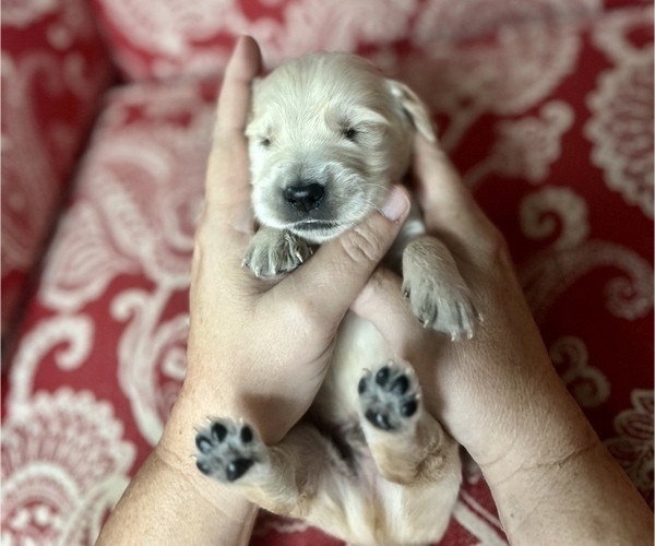 Medium Photo #7 Golden Retriever Puppy For Sale in FRANKLINTON, NC, USA