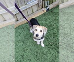Small #2 Beagle Mix