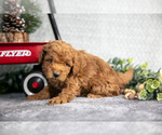 Small #2 Goldendoodle (Miniature)