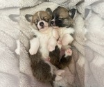 Small #3 Pembroke Welsh Corgi