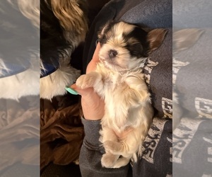 Yorkshire Terrier Puppy for sale in WARWICK, RI, USA