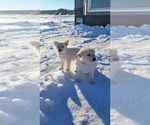 Small Photo #2 German Shepherd Dog-Siberian Husky Mix Puppy For Sale in BETHEL, MN, USA