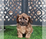Twix Yorkiepoo - Male Yorkiepoo mix (+ Poodle Toy) Puppy for Sale - Photo #2