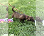 Small #2 Labrador Retriever
