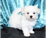 Small Photo #4 Maltese Puppy For Sale in ROCK VALLEY, IA, USA