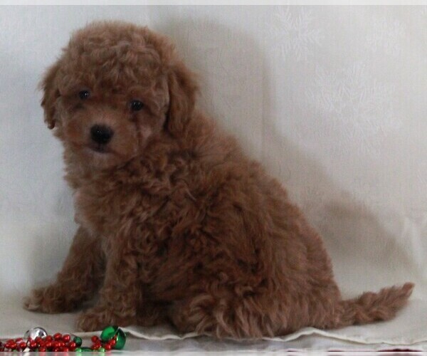 Medium Photo #2 Bichpoo-Poodle (Miniature) Mix Puppy For Sale in FREDERICKSBURG, OH, USA