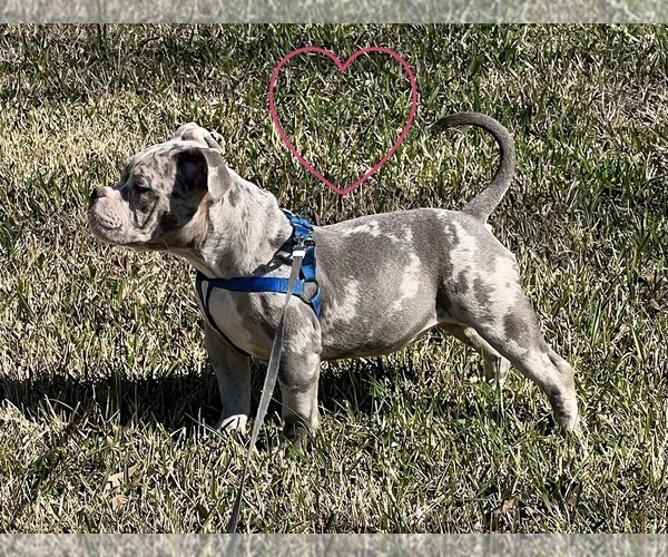 Medium Photo #1 American Bully Puppy For Sale in LAFAYETTE, LA, USA