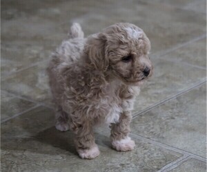 Poodle (Toy) Puppy for sale in FREDONIA, KY, USA