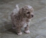Small Photo #1 Poodle (Toy) Puppy For Sale in FREDONIA, KY, USA