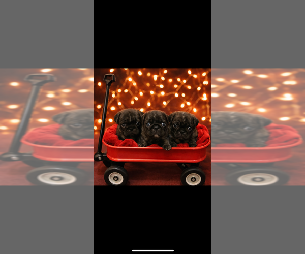 Medium Photo #1 Pug Puppy For Sale in CLEARWATER, FL, USA