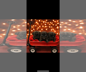 Pug Puppy for Sale in CLEARWATER, Florida USA