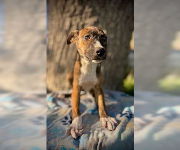 Medium Photo #1 Catahoula Leopard Dog-Unknown Mix Puppy For Sale in Pleasanton, TX, USA