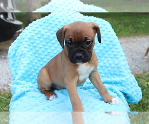 Boxer Puppy for sale in SHILOH, OH, USA