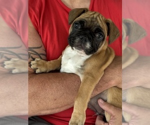 French Bulldog Puppy for sale in MUSCODA, WI, USA