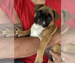 Image preview for Ad Listing. Nickname: Brownie