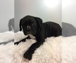 Small Photo #5 Boxer Puppy For Sale in MILLERSBURG, OH, USA