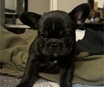 Puppy Thanos French Bulldog