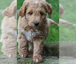 Small #3 Goldendoodle (Miniature)