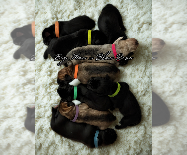 Medium Photo #1 Boerboel Puppy For Sale in LOGANVILLE, GA, USA