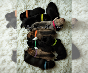 Boerboel Litter for sale in LOGANVILLE, GA, USA