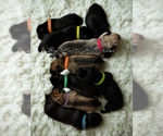Image preview for Ad Listing. Nickname: Litter of 5