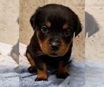 Small #3 Rottweiler