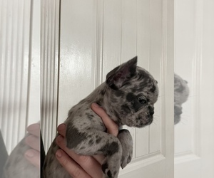 French Bulldog Puppy for sale in HOLLISTER, CA, USA