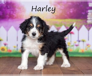 Miniature Bernedoodle Puppy for sale in GREENWD, IN, USA