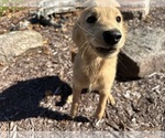 Small #6 Goldendoodle-Poodle (Miniature) Mix