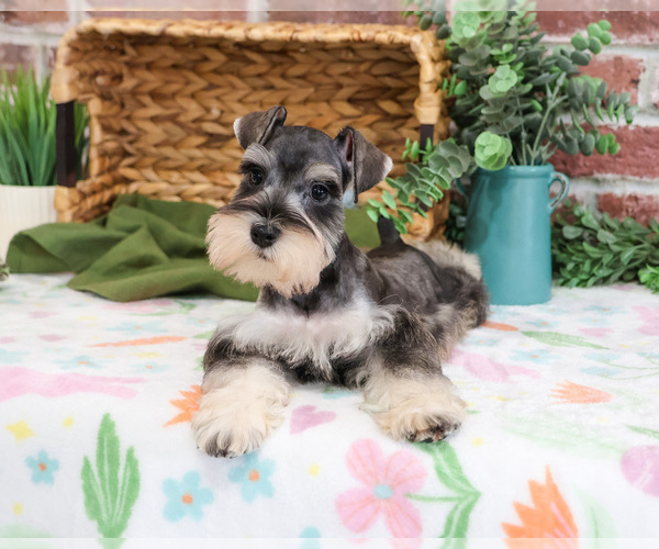 Medium Photo #4 Schnauzer (Miniature) Puppy For Sale in SYRACUSE, IN, USA