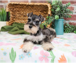 Small #3 Schnauzer (Miniature)