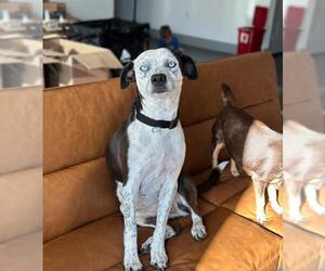 German Shorthaired Pointer-Unknown Mix Dogs for adoption in San Antonio, TX, USA