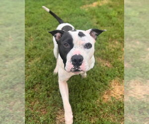 Petey - Male American Staffordshire Terrier-Unknown Mix Dog for Adoption - Photo #6