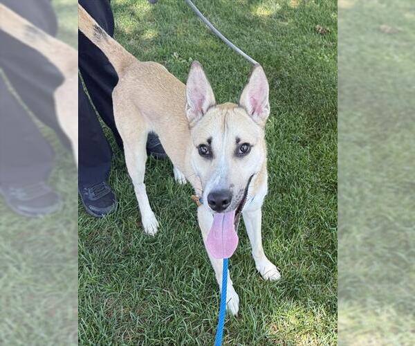 Medium Photo #2 German Shepherd Dog-Unknown Mix Puppy For Sale in Rancho Cucamonga, CA, USA