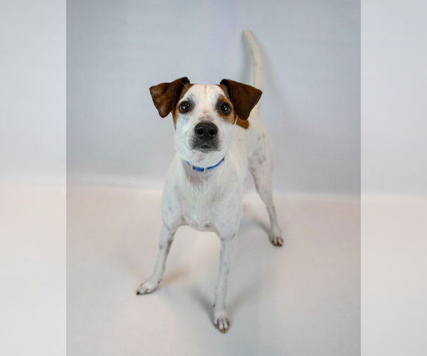 Medium Photo #6 Mutt Puppy For Sale in Kennesaw, GA, USA