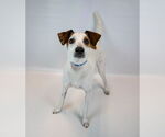 Small #5 Mutt
