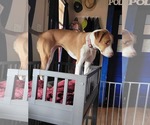 Small #1 Boxer