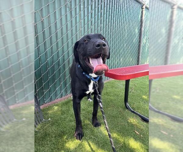 Medium Photo #2 Labrador Retriever-Unknown Mix Puppy For Sale in San Bernardino, CA, USA