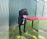 Small #1 Labrador Retriever Mix