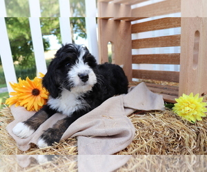 Miniature Bernedoodle Puppy for sale in SHILOH, OH, USA